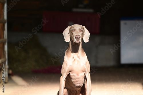 Weimaraner Hund mit konzentrierten Blick