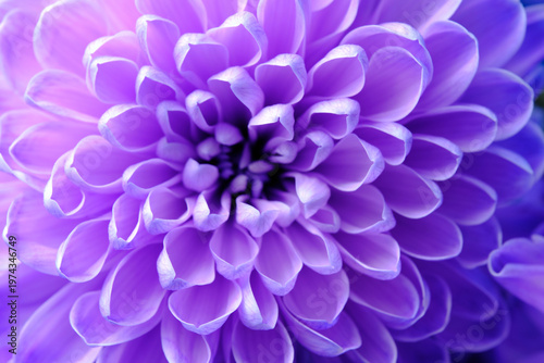 Close up deep purple flower head with dense, symmetrical petals, featuring modern neon tinted aesthetic.