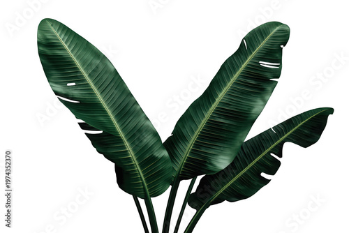 Banana leaf tropical plant foliage against a transparent background creating a vibrant natural design element for nature concepts