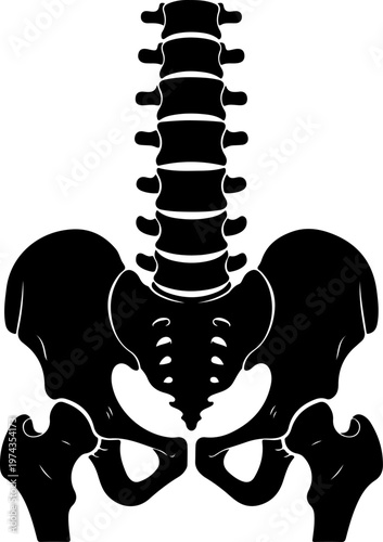 Anatomical illustration of a human spine and pelvis vector illustration