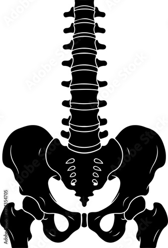 Anatomical illustration of a human spine and pelvis vector illustration