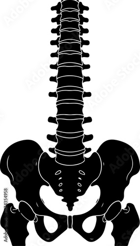 Anatomical illustration of a human spine and pelvis vector illustration
