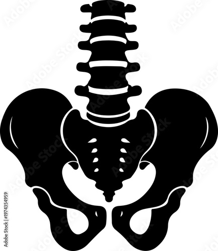 Anatomical illustration of a human spine and pelvis vector illustration