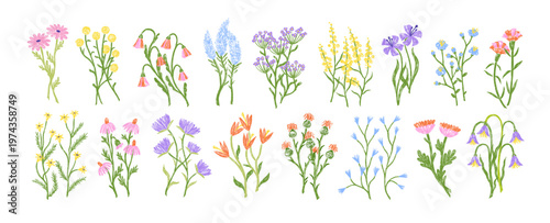 Field flowers set. Hand-drawn wildflowers, blooms and leaves. Spring wild herbs, meadow floral plants, summer herbal blossoms drawings. Handdrawn vector illustrations isolated on white background