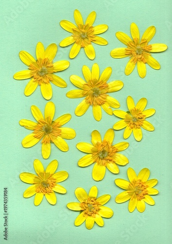 Pressed summer flowers isolated on a pastel coloured background.