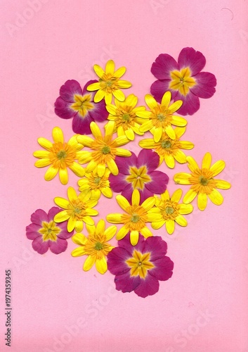 Pressed summer flowers isolated on a pastel coloured background.