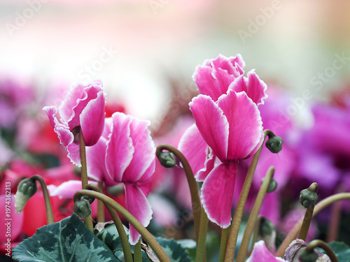 Quadro su tela Spring blossom of fresh cyclamen flowers