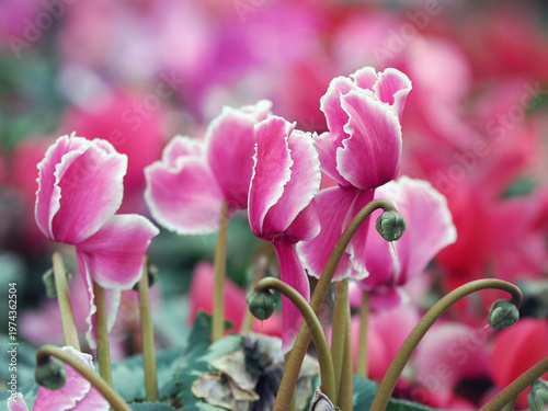 Foto Spring blossom of fresh cyclamen flowers