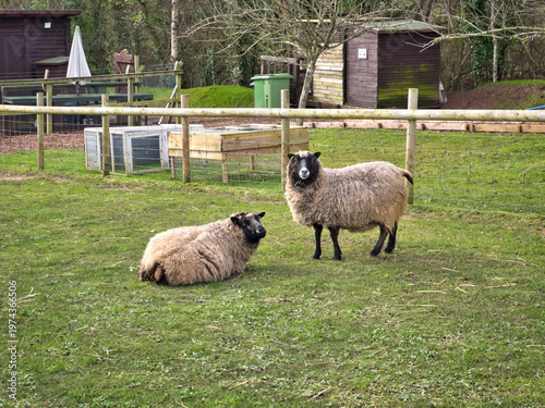 Sheep Grazing in Farm Field, Peaceful Rural Countryside Landscape
