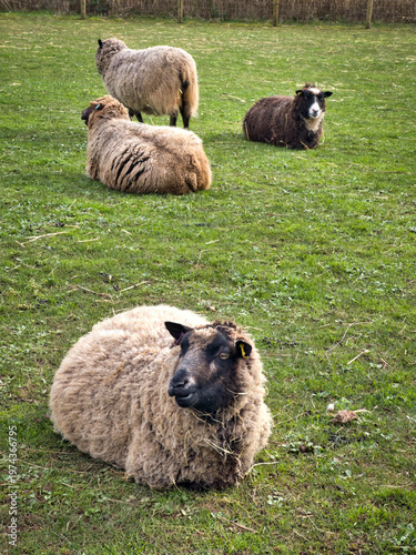 Sheep Grazing in Farm Field, Peaceful Rural Countryside Landscape