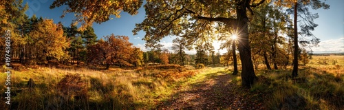 Panoramic autumn forest landscape with sun rays filtering through golden