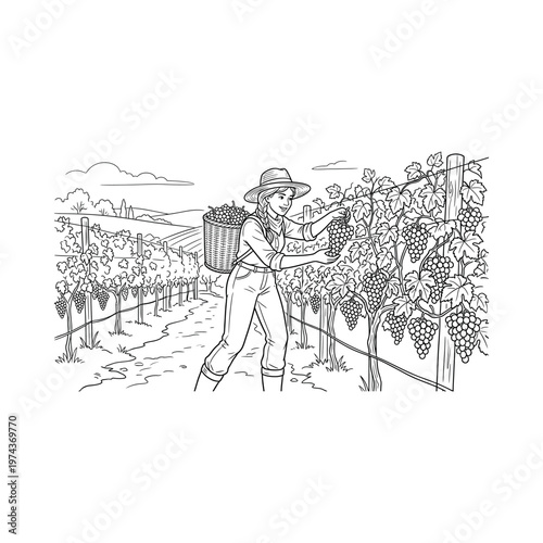 Man picking grapes in vineyard.