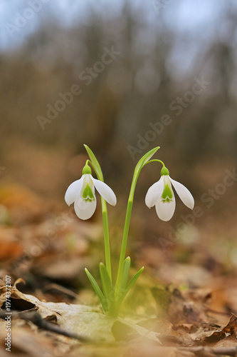 Snowdrops in sunny spring forest