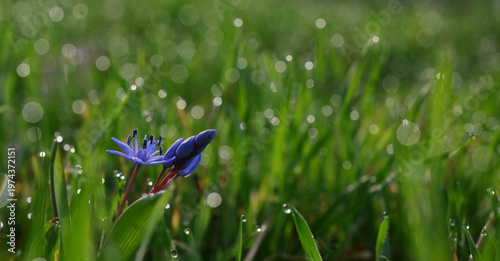 Closeup Common Violets Viola Odorata