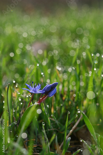 Closeup Common Violets Viola Odorata