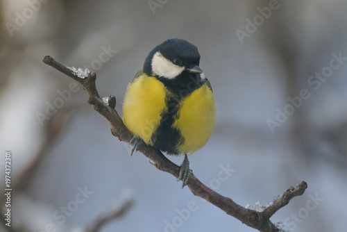 Blue Tit in the snow on a tree brunch