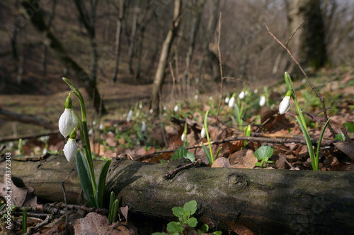 Snowdrops in morning spring forest