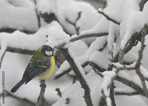Blue Tit in the snow on a tree brunch