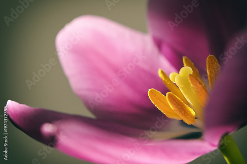 Close up of purple tulip with natural sunlight