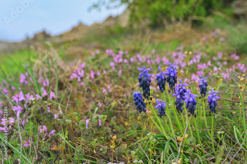 Muscari armeniacum flowers in Macin Mountains, Romania