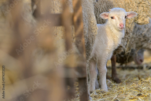 Lambs and Sheeps in a stable