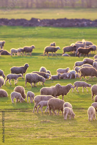 Flock of sheep and lambs on spring field