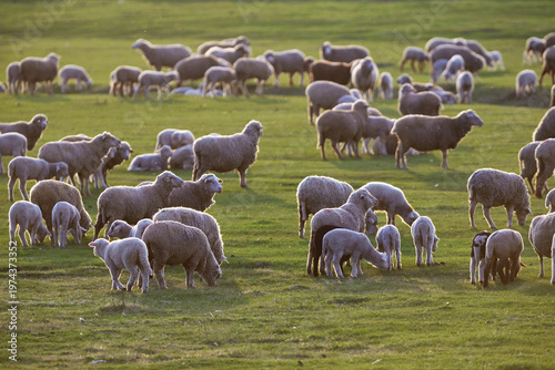 Flock of sheep and lambs on spring field