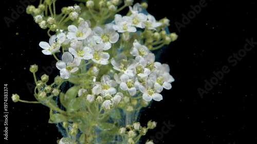 White blooming stalk rising underwater with subtle smoke wisps, portrait framing captures bud detail, stem texture and refined botanical mood