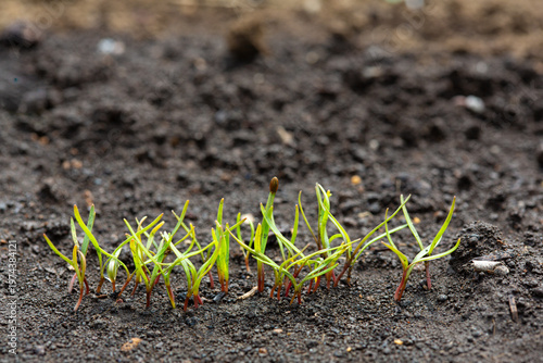 Fresh carrot sprouts emerging from the dark soil in an early spring garden.