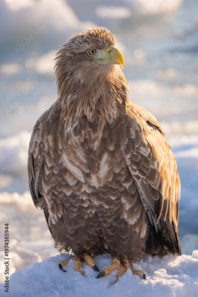 Fototapeta premium A natural scene of sea eagles foraging on ice floating in Rausu Hokkaido during winter.