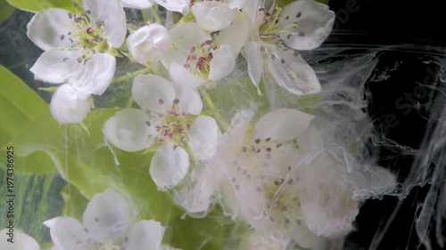 Closeup blossom veiled in white smoke, intimate petals layered over translucent fluid with soft green hints, dramatic studio contrast and graceful