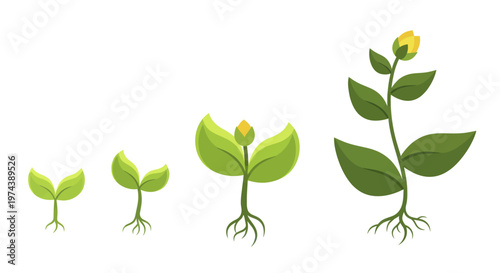 Stages of plant growth from seed germination to mature sprout with flower bud.