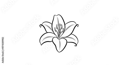 Outline drawing of a beautiful lily flower on white background