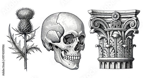 Vintage Engravings of Thistle, Human Skull, and Corinthian Column Capital.