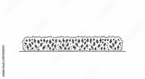 A hand-drawn illustration of a dense, layered green hedge with detailed leaf textures