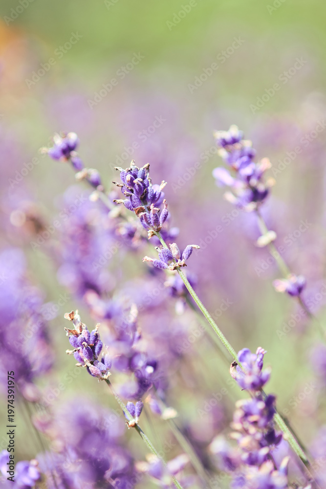Fototapeta premium Close-up of blooming lavender flowers in soft natural light