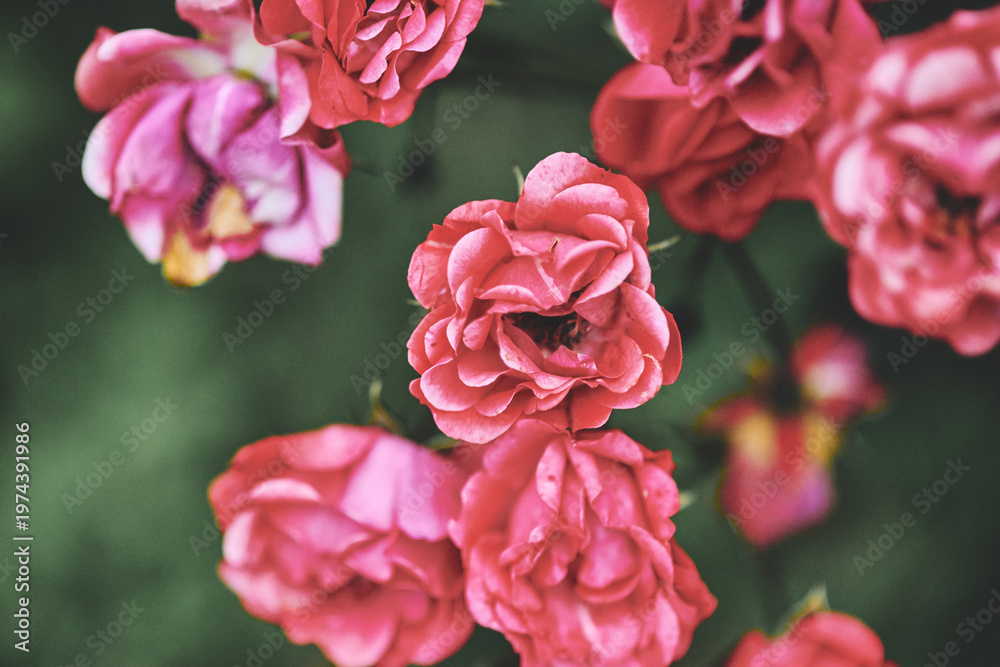 Fototapeta premium Cluster of vibrant pink roses in natural garden setting