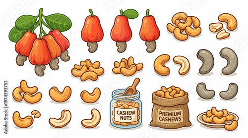 Cashew fruit and nut collection featuring red cashew apples and roasted snack kernels