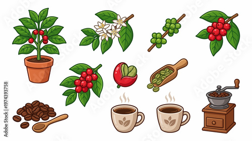 Coffee production elements set with plant berries roasted beans and vintage grinder