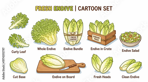 Endive vegetable cartoon set with fresh heads curly leaves salad and wooden crate