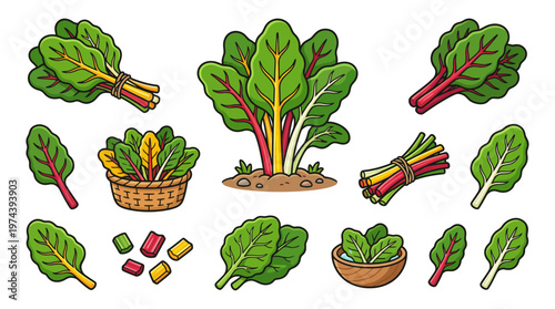 Colorful Swiss chard vector set with rainbow stalks basket and fresh garden harvest illustrations