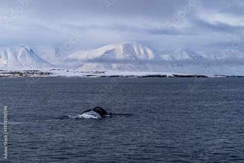 Buckelwal Island