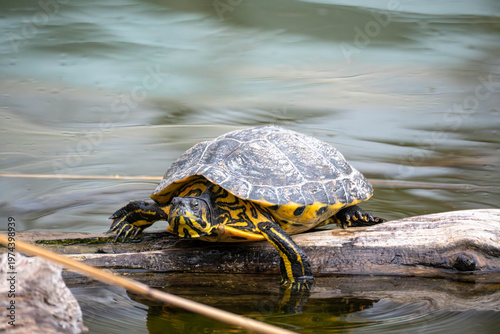 Freshwater turtle resting on a log in calm water, captured in natural light with detailed shell patterns and gentle reflections in a serene wildlife scene.