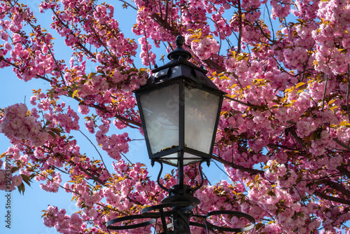 Vintage street lamp framed by pink and white spring blossoms against a clear blue sky, creating a romantic floral urban scene.