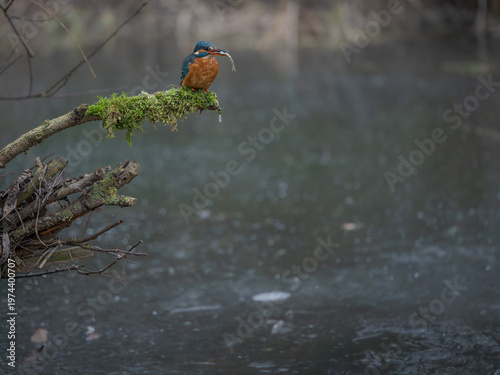 Fotografía Common Kingfisher (Alcedo atthis) perched with prey on mossy branch above water