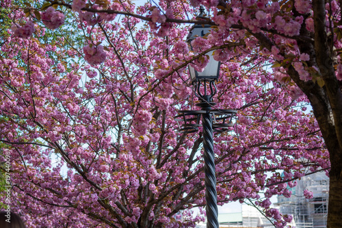 Blooming cherry blossom branches in soft spring light, capturing the delicate beauty, freshness, and seasonal charm of sakura in full bloom.