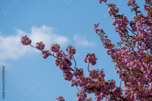 Pink cherry blossom branches against a bright blue sky with soft white clouds, capturing the fresh beauty of spring in a calm outdoor scene.