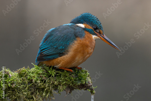 Tableau sur toile Common kingfisher (Alcedo atthis) perched on mossy branch with water droplet in