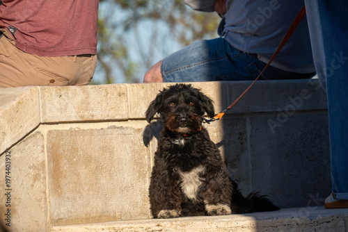 Small black dog sitting on stone steps in warm sunlight, wearing an orange collar and leash, with people nearby in a casual outdoor urban scene.