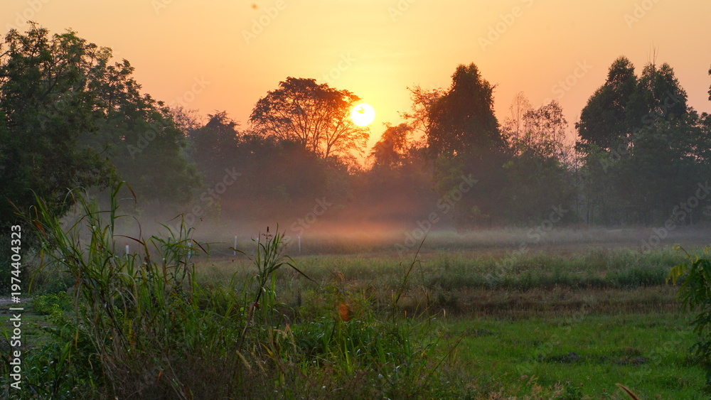 Naklejka premium Beautiful sunrise over a misty rural field surrounded by lush green trees. The warm golden sunlight filters through the silhouettes of the forest, creating a peaceful and atmospheric morning scene. Li